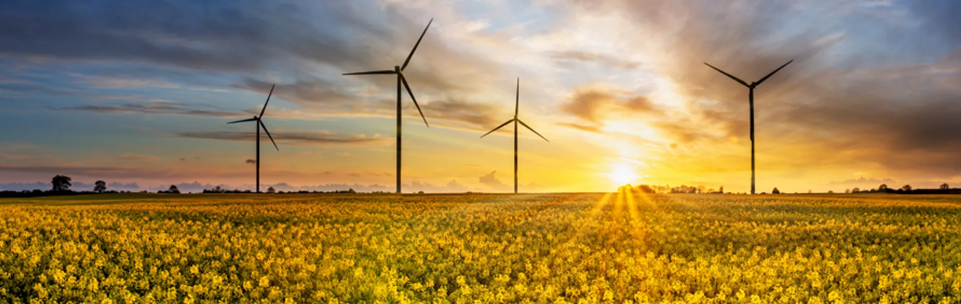 Field of sunflowers at sunset, wind turbines can be seen in the background