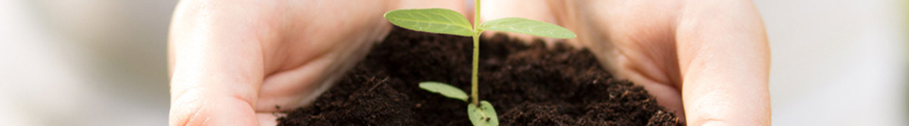 Flower seed in the hand