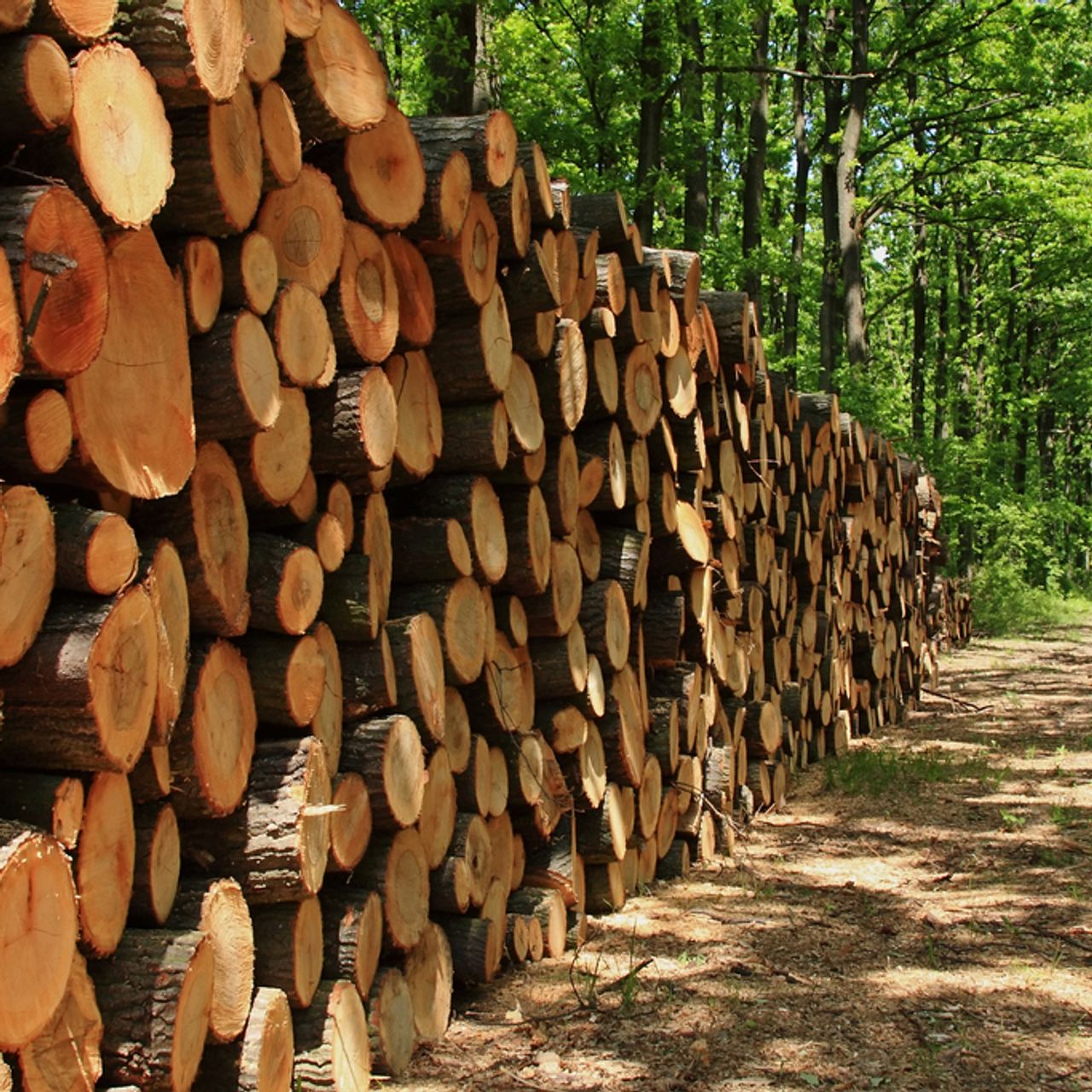 Twinson, Weichholz, WPC, Holz-Kunststoff-Verbundplatte