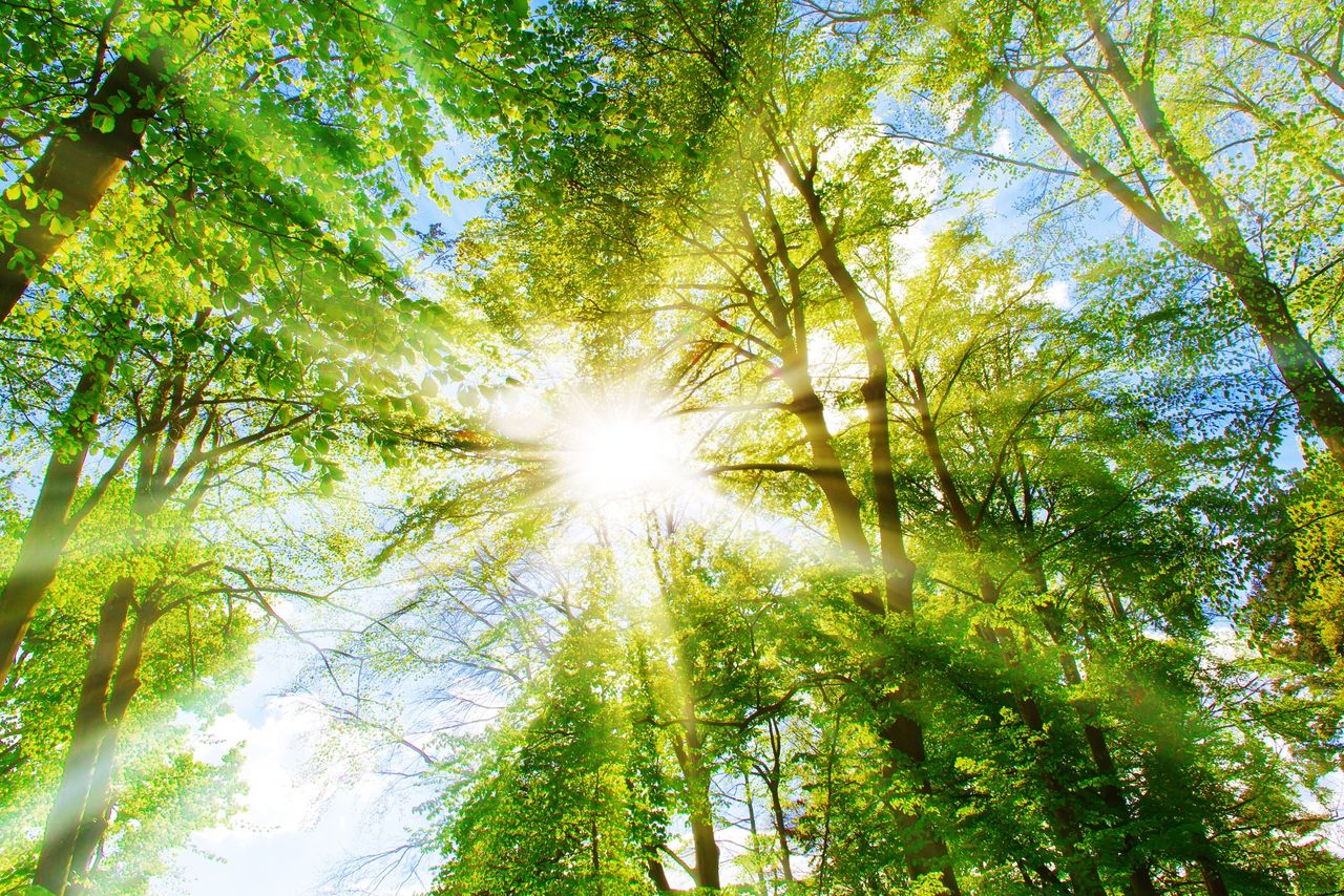 Wald im Sonnenlicht