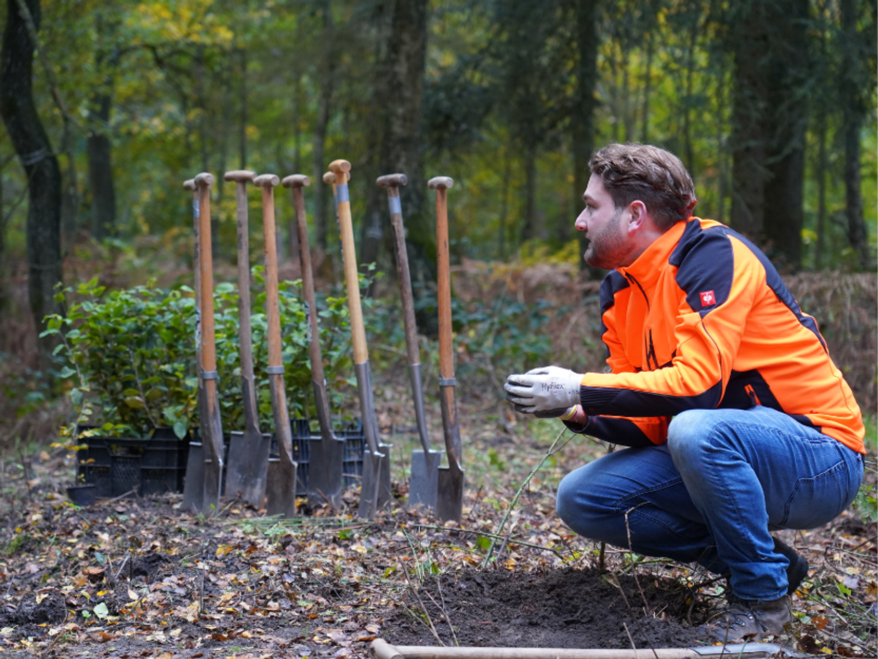 Pflanzung vom Wald mit Förster