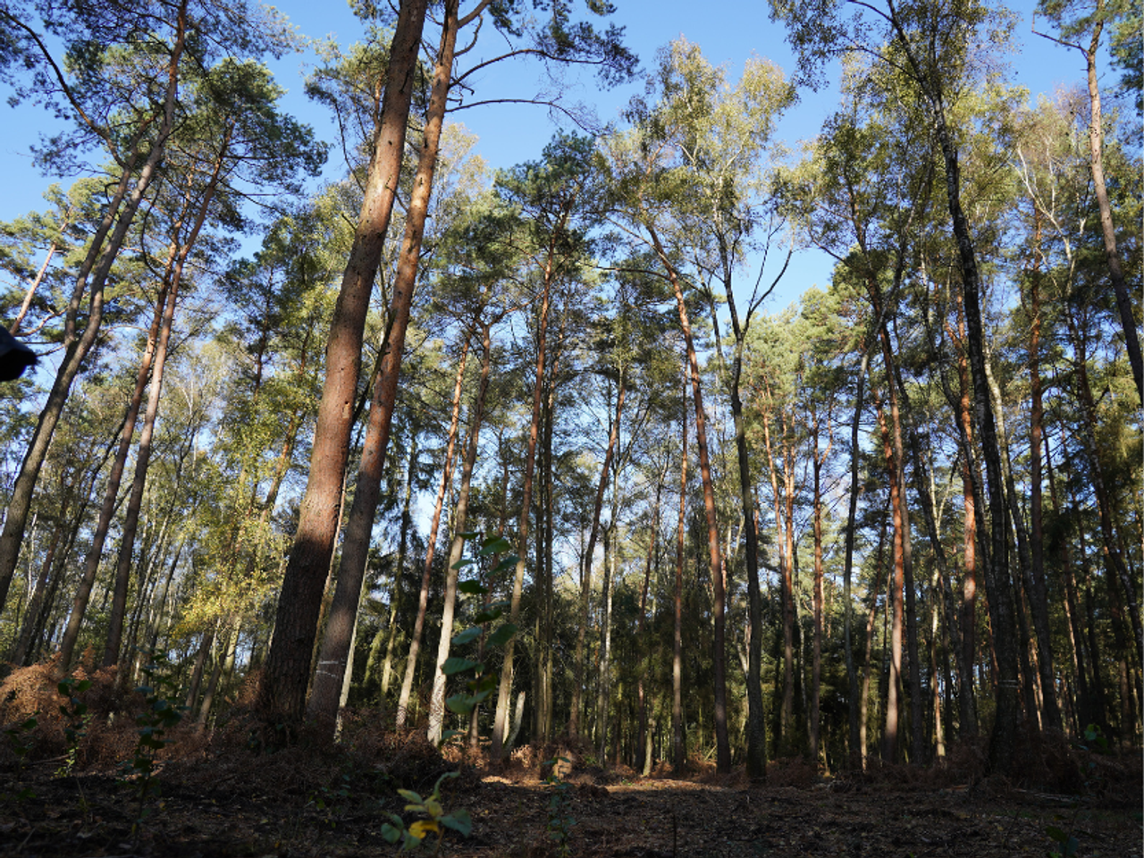 Waldgebiet in der Kirchheller Heide