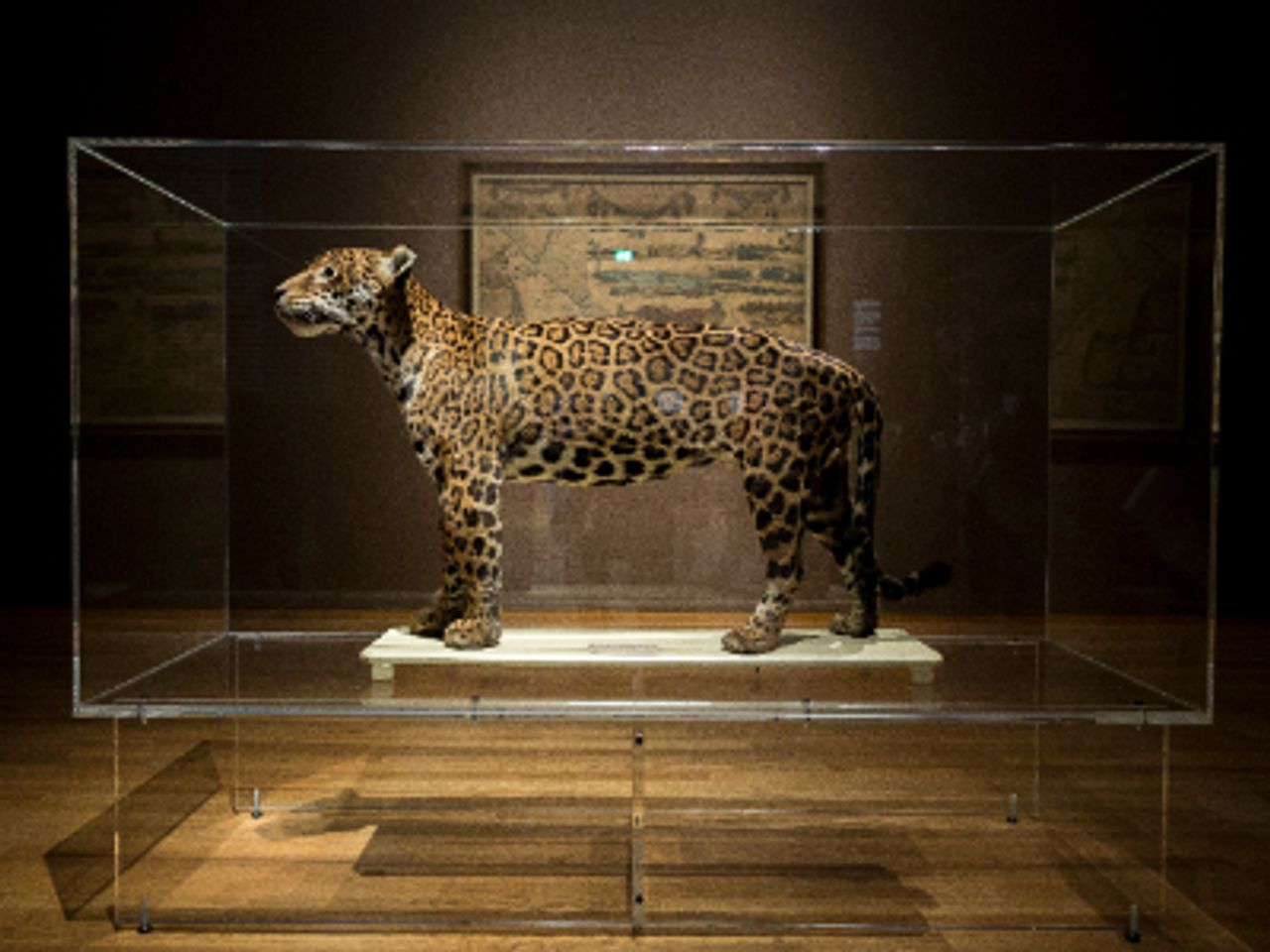 Museumkap Ispa Plastics